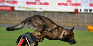 Campionatul Național al Câinilor de Salvare se desfășoară la Craiova